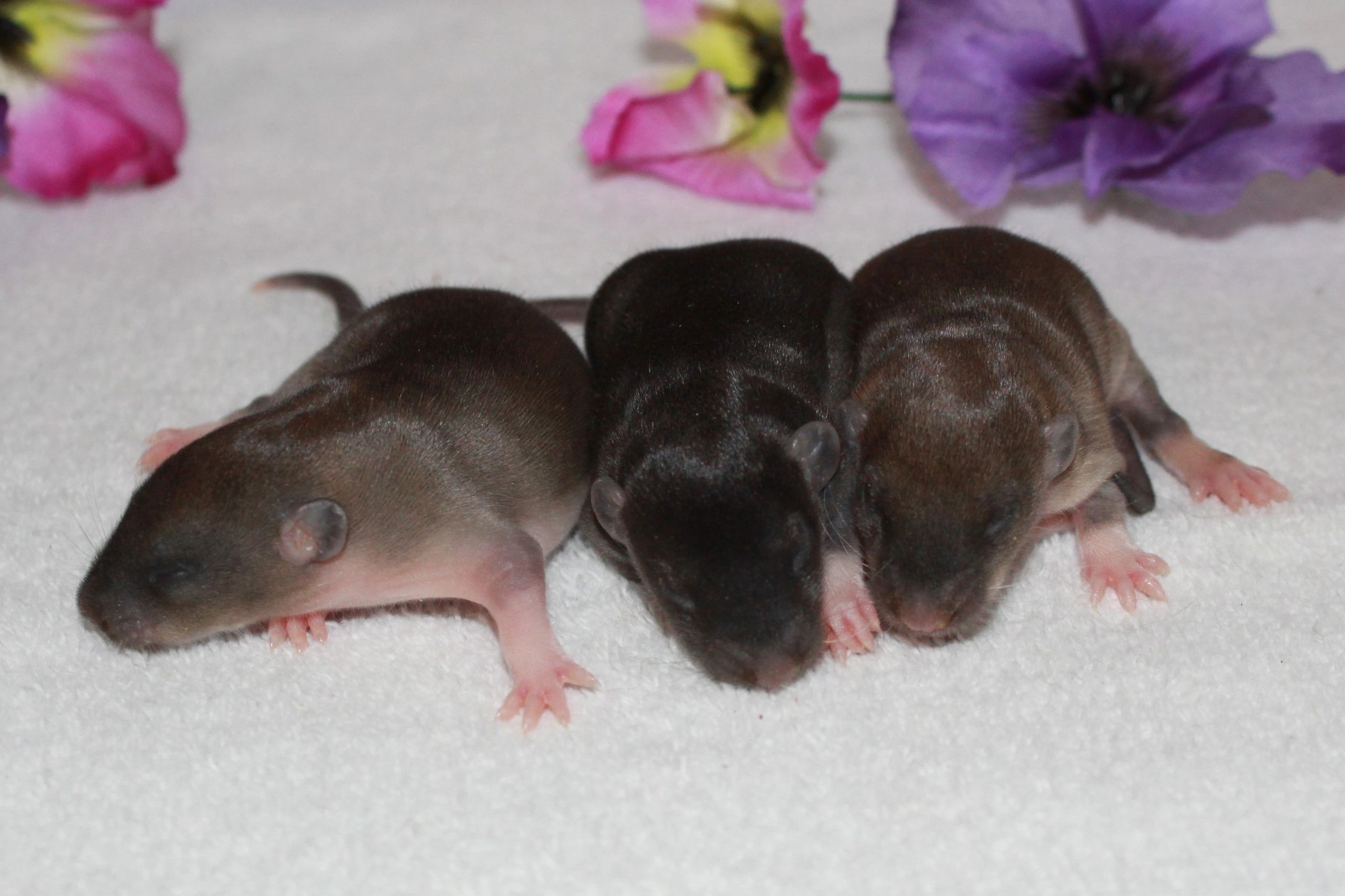 Siamese dumbo hot sale rat for sale